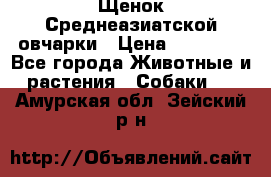 Щенок Среднеазиатской овчарки › Цена ­ 35 000 - Все города Животные и растения » Собаки   . Амурская обл.,Зейский р-н